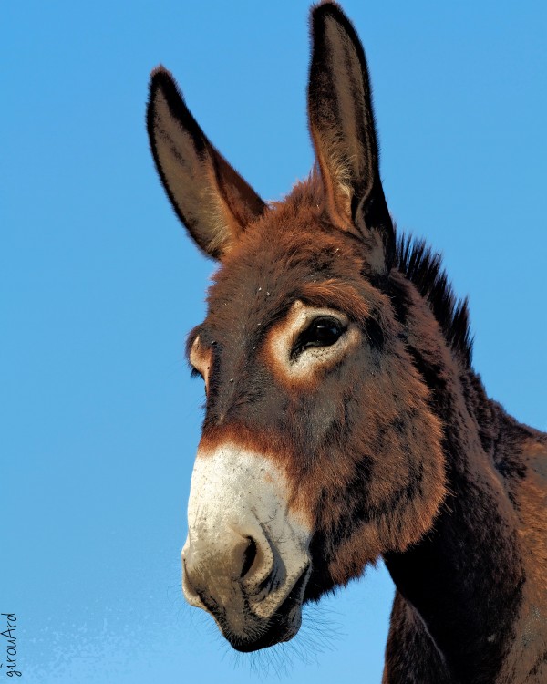 Handsome donkey  Print